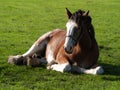 Horse sitting Royalty Free Stock Photo