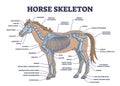 Horse skeleton with animal skeletal system and bone anatomy outline diagram Royalty Free Stock Photo