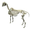 Horse Skeleton Back View - Horse Equus Anatomy - isolated on white Royalty Free Stock Photo