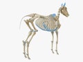 The horse skeleton Royalty Free Stock Photo