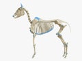 The horse skeleton