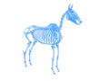 A horse skeleton Royalty Free Stock Photo