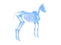 A horse skeleton Royalty Free Stock Photo