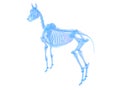 A horse skeleton Royalty Free Stock Photo