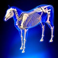 Horse Skeleton - Horse Equus Anatomy - on blue background Royalty Free Stock Photo