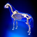 Horse Skeleton - Horse Equus Anatomy - on blue background Royalty Free Stock Photo