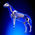 Horse Skeleton - Horse Equus Anatomy - on blue background Royalty Free Stock Photo