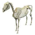 Horse Skeleton - Horse Equus Anatomy - isolated on white Royalty Free Stock Photo