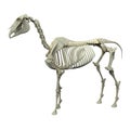 Horse Skeleton - Horse Equus Anatomy - side view isolated on white Royalty Free Stock Photo