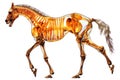 Horse skeleton with muscles illustration