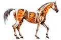 Horse skeleton with muscles illustration