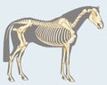 Horse skeleton Royalty Free Stock Photo
