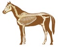 Horse skeleton section Royalty Free Stock Photo