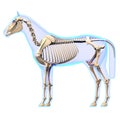 Horse Skeleton Side View - Horse Equus Anatomy - isolated on white Royalty Free Stock Photo