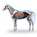 Horse Skeleton Side View with Organs - Horse Equus Anatomy - iso Royalty Free Stock Photo