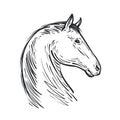 Horse sketch. Farm animal, steed vector illustration Royalty Free Stock Photo