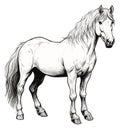 Horse sketch. Standing horses portrait artwork, equine black drawing graphics on white background Royalty Free Stock Photo