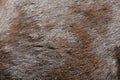 Horse hair texture background