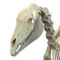 Horse Skull Cranium - Horse Equus Anatomy - isolated on white Royalty Free Stock Photo