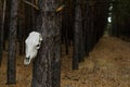 The horse skull hanging on a tree in a forest