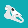 Horse skull isolated. horse cranium Vector illustration