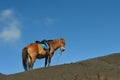 Horse at dune Royalty Free Stock Photo
