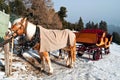 Horse Sledge in Dolomiti, Italy Royalty Free Stock Photo