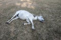 A horse is sleeping on the field in a city ground. Royalty Free Stock Photo