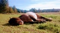 Horse sleeping Royalty Free Stock Photo