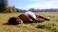 Horse sleeping