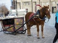 horse with a sleigh for New Year\'s trips and children riding in the city square Royalty Free Stock Photo