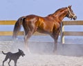 horse and small black dog on the sand near the fence in the paddock Royalty Free Stock Photo