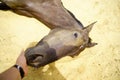 Horse with a small white spot on the head lies on the yellow sand with hand on mouth