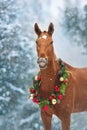 Horse smile in snowfall Royalty Free Stock Photo