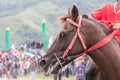 Horse Smiling in a Horse Race For Become a Winner Horse Racing in Takengon Aceh Indonesia Royalty Free Stock Photo