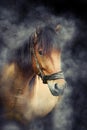 Horse in smoke Royalty Free Stock Photo