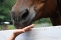 Horses snack time