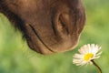 Horse sniffing flower Royalty Free Stock Photo