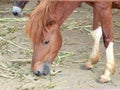 Horse sniffing the ground Royalty Free Stock Photo