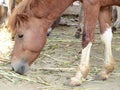 Horse sniffing the ground Royalty Free Stock Photo