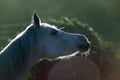 Horse snort Royalty Free Stock Photo