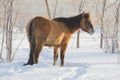 Horse on snow Royalty Free Stock Photo