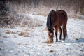 Horse on the snow Royalty Free Stock Photo