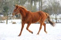 Horse in snow