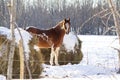 Horse in snow covered pasture