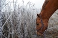 Horse and a snow grass