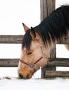 Horse on a snow graze grass