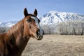 Horse and a Snow Mountain Royalty Free Stock Photo