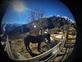 Horse, snow, mountain, luminescence and sunlight Royalty Free Stock Photo