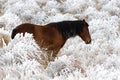 Horse and snow